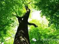 【博皓感悟】欲為大樹，莫與草爭