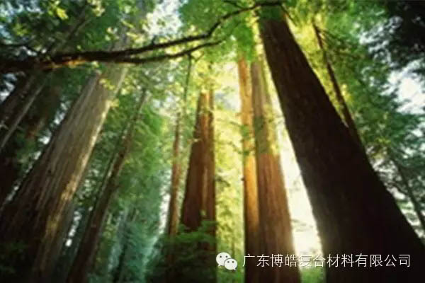 【博皓感悟】欲為大樹，莫與草爭-2