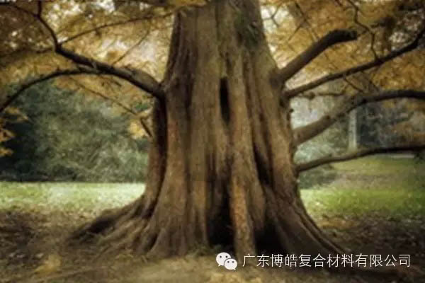 【博皓感悟】欲為大樹，莫與草爭-4
